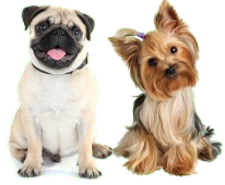 Logo Pet Place - dupla